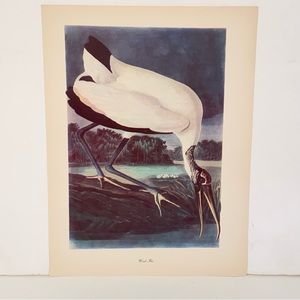 Vintage Audubon John James Birds of America Wood Ibis Bird Lithograph Art Print